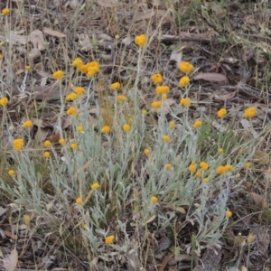 Chrysocephalum apiculatum at Tennent, ACT - 11 Nov 2014