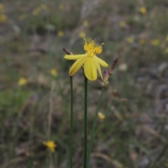 Tricoryne elatior (Yellow Rush Lily) at Tennent, ACT - 11 Nov 2014 by michaelb