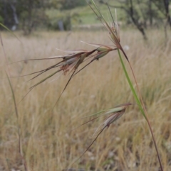 Themeda triandra (Kangaroo Grass) at Namadgi National Park - 11 Nov 2014 by MichaelBedingfield