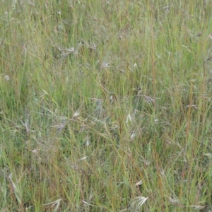 Themeda triandra at Tennent, ACT - 11 Nov 2014