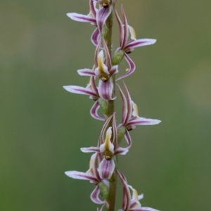 Prasophyllum petilum at suppressed - 17 Oct 2014