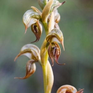 Oligochaetochilus hamatus at Mt Majura Mini Summit - 25 Oct 2014