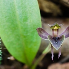 Chiloglottis valida (Large Bird Orchid) at Cotter River, ACT - 14 Nov 2014 by TobiasHayashi