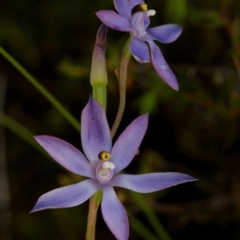 Thelymitra megcalyptra (Swollen Sun Orchid) at Bimberi Nature Reserve - 14 Nov 2014 by TobiasHayashi