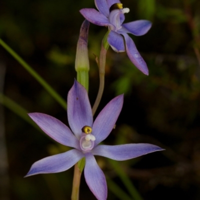 Thelymitra megcalyptra (Swollen Sun Orchid) at Bimberi Nature Reserve - 14 Nov 2014 by TobiasHayashi