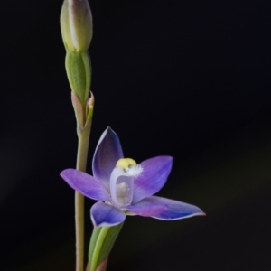 Thelymitra pauciflora at Brindabella, NSW - 14 Nov 2014