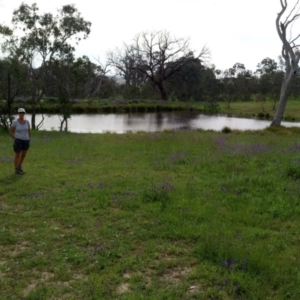 Diuris monticola at Uriarra, NSW - 14 Nov 2014