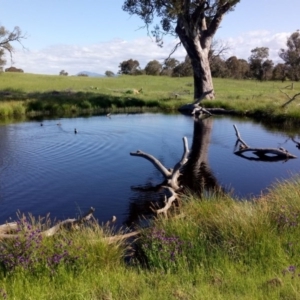 Hymenochilus crassicaulis at Cotter River, ACT - suppressed