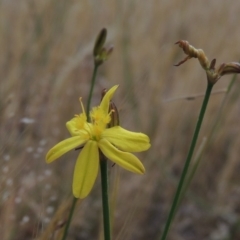 Tricoryne elatior (Yellow Rush Lily) at Conder, ACT - 11 Nov 2014 by michaelb