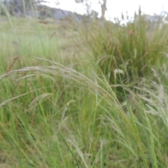 Lachnagrostis filiformis (Blown Grass) at Tennent, ACT - 11 Nov 2014 by michaelb
