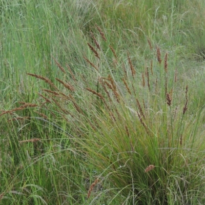 Carex appressa (Tall Sedge) at Tennent, ACT - 11 Nov 2014 by MichaelBedingfield