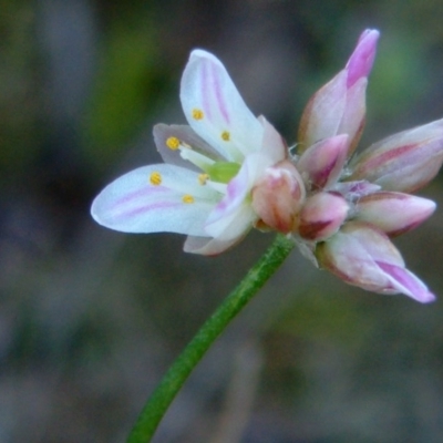 Laxmannia gracilis (Slender Wire Lily) at Farrer, ACT - 26 Nov 2014 by julielindner