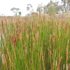 Eleocharis sp. (Spike-rush) at Tennent, ACT - 11 Nov 2014 by michaelb