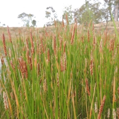 Eleocharis sp. (Spike-rush) at Tennent, ACT - 11 Nov 2014 by michaelb