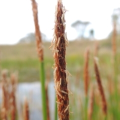 Eleocharis sp. at Tennent, ACT - 11 Nov 2014