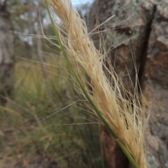 Austrostipa densiflora (Foxtail Speargrass) at Tennent, ACT - 11 Nov 2014 by michaelb