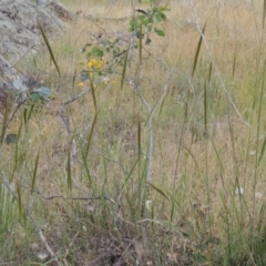 Austrostipa densiflora at Tennent, ACT - 11 Nov 2014 05:40 PM