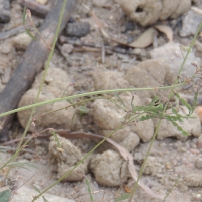 Grona varians (Slender Tick-Trefoil) at Tennent, ACT - 11 Nov 2014 by MichaelBedingfield