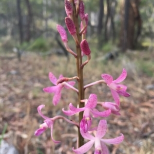 Dipodium roseum at Canberra Central, ACT - 2 Dec 2014