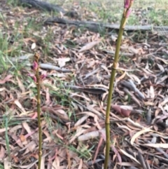 Dipodium roseum at Canberra Central, ACT - suppressed