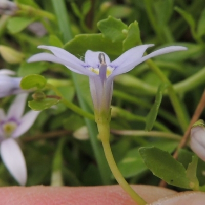 Isotoma fluviatilis subsp. australis (Swamp Isotome) at Tennent, ACT - 11 Nov 2014 by michaelb