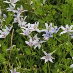 Isotoma fluviatilis subsp. australis at Tennent, ACT - 11 Nov 2014