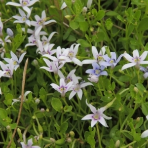 Isotoma fluviatilis subsp. australis at Tennent, ACT - 11 Nov 2014