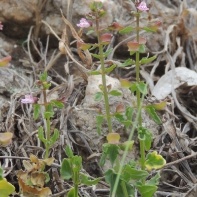 Scutellaria humilis (Dwarf Skullcap) at Tennent, ACT - 11 Nov 2014 by michaelb