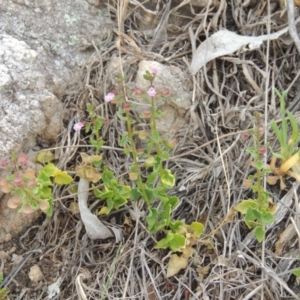 Scutellaria humilis at Tennent, ACT - 11 Nov 2014