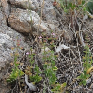 Scutellaria humilis at Tennent, ACT - 11 Nov 2014