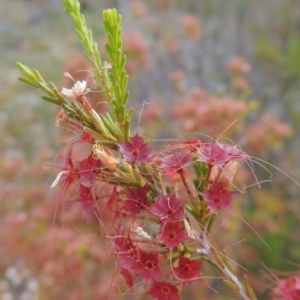 Calytrix tetragona at Tennent, ACT - 11 Nov 2014