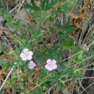 Geranium solanderi var. solanderi (Native Geranium) at Stromlo, ACT - 3 Dec 2014 by galah681