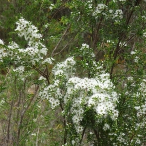 Kunzea ericoides at Stromlo, ACT - 3 Dec 2014