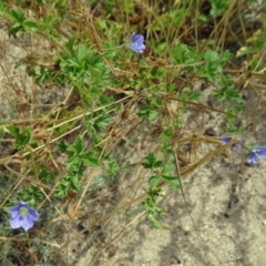 Erodium crinitum (Native Crowfoot) at Stromlo, ACT - 3 Dec 2014 by galah681