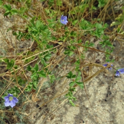 Erodium crinitum (Native Crowfoot) at Stromlo, ACT - 3 Dec 2014 by galah681