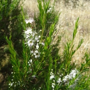 Kunzea ericoides at Stromlo, ACT - 3 Dec 2014