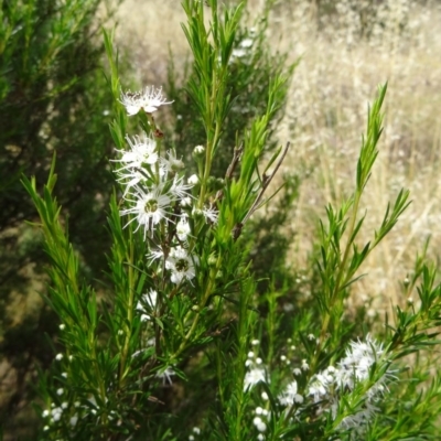 Kunzea ericoides (Burgan) at Stony Creek - 3 Dec 2014 by galah681