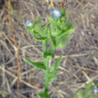 Anchusa arvensis (Small Bugloss) at Stromlo, ACT - 3 Dec 2014 by galah681