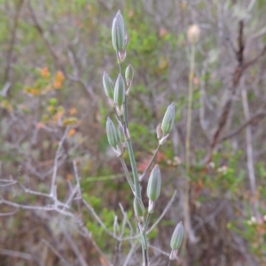 Thysanotus tuberosus subsp. tuberosus at Tennent, ACT - 11 Nov 2014