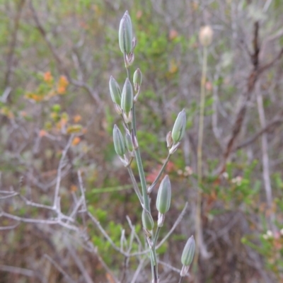 Thysanotus tuberosus subsp. tuberosus (Common Fringe-lily) at Tennent, ACT - 11 Nov 2014 by MichaelBedingfield