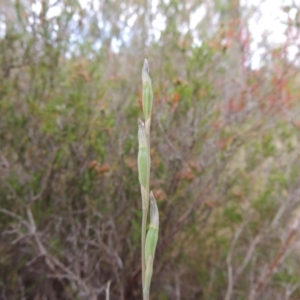 Thelymitra sp. at Tennent, ACT - suppressed