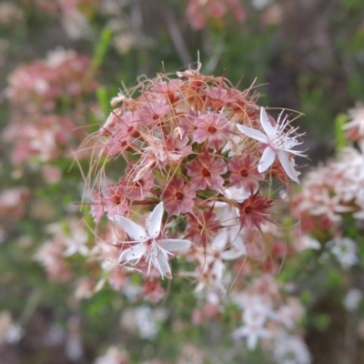 Calytrix tetragona (Common Fringe-myrtle) at Tennent, ACT - 11 Nov 2014 by michaelb