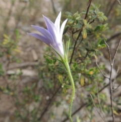 Wahlenbergia stricta subsp. stricta (Tall Bluebell) at Tennent, ACT - 11 Nov 2014 by michaelb