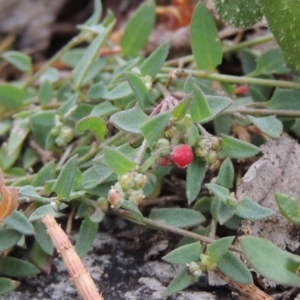 Einadia nutans subsp. nutans at Tennent, ACT - 11 Nov 2014