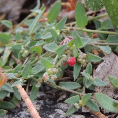 Einadia nutans subsp. nutans (Climbing Saltbush) at Tennent, ACT - 11 Nov 2014 by MichaelBedingfield