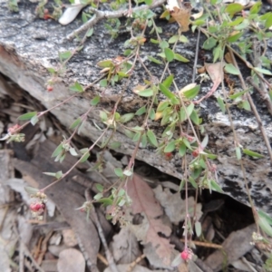 Einadia nutans subsp. nutans at Tennent, ACT - 11 Nov 2014