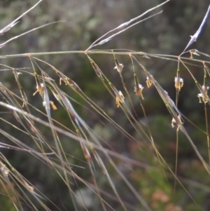 Austrostipa scabra subsp. falcata at Tennent, ACT - 11 Nov 2014 06:30 PM