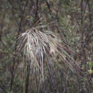 Austrostipa scabra subsp. falcata at Tennent, ACT - 11 Nov 2014