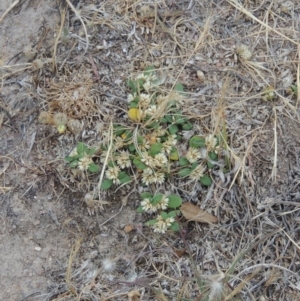 Alternanthera sp. A Flora of NSW (M. Gray 5187) J. Palmer at Tennent, ACT - 11 Nov 2014 06:47 PM