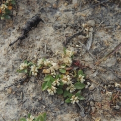 Alternanthera sp. A Flora of NSW (M. Gray 5187) J. Palmer at Tennent, ACT - 11 Nov 2014 06:47 PM